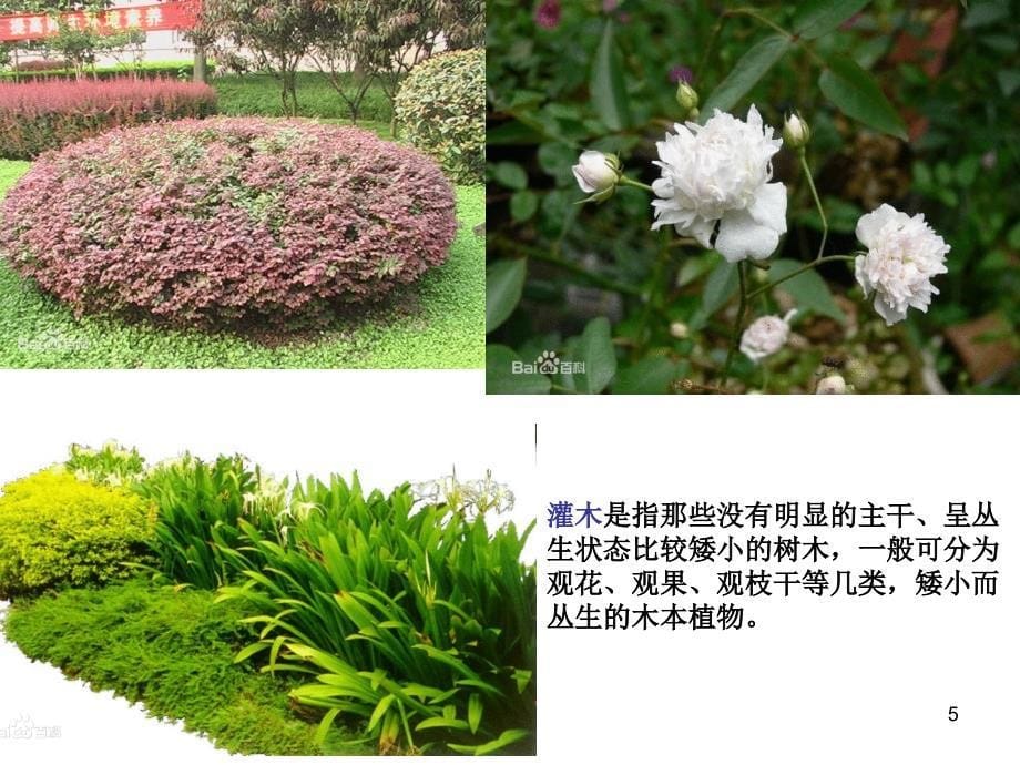 校园植物调查研究ppt课件_第5页