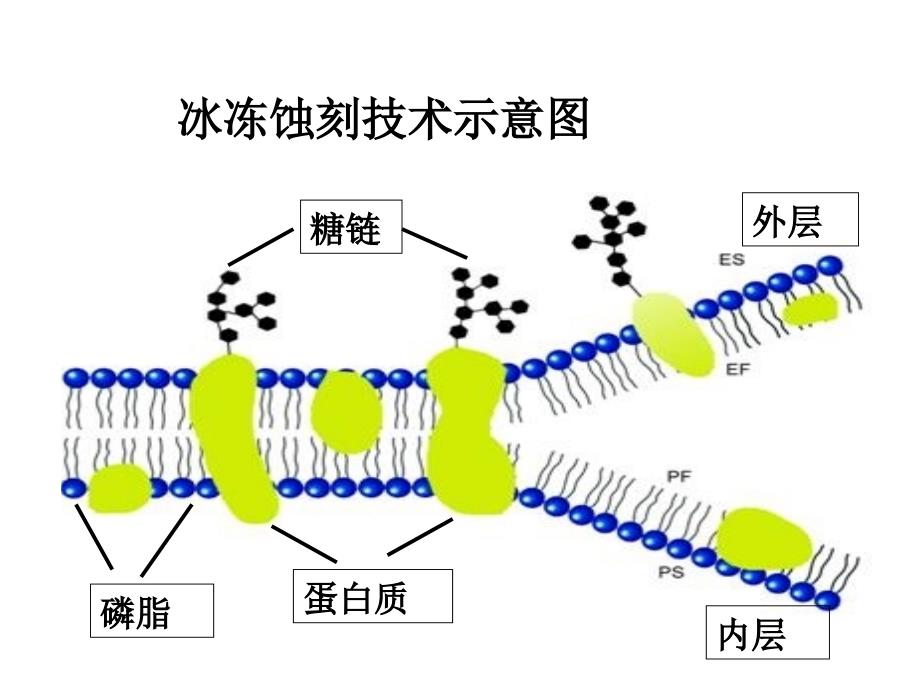 第二节细胞膜的分子结构_第3页