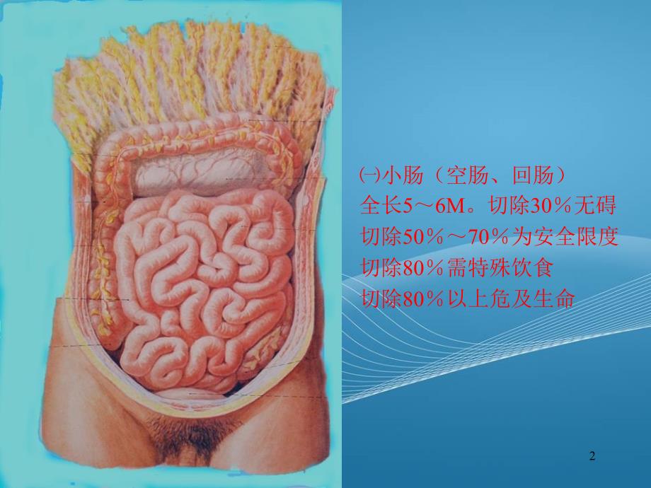 结肠下区腹膜后间隙_第2页