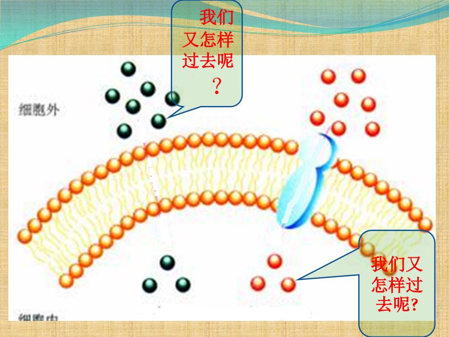 物质跨膜运输的方式_第2页