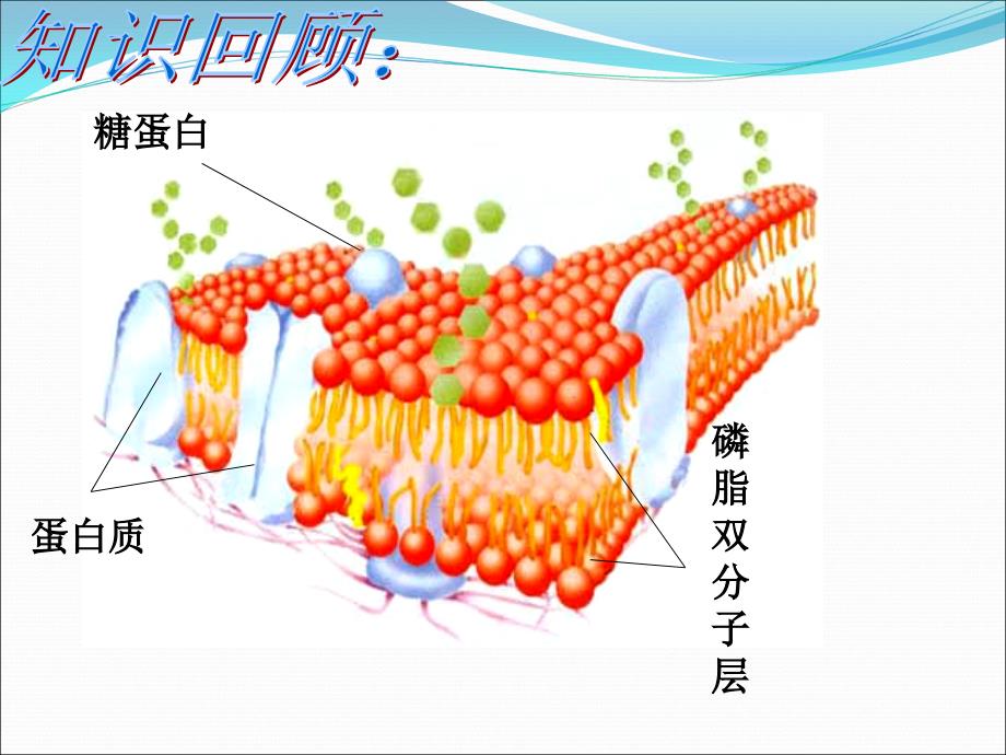 物质跨膜运输的方式_第4页