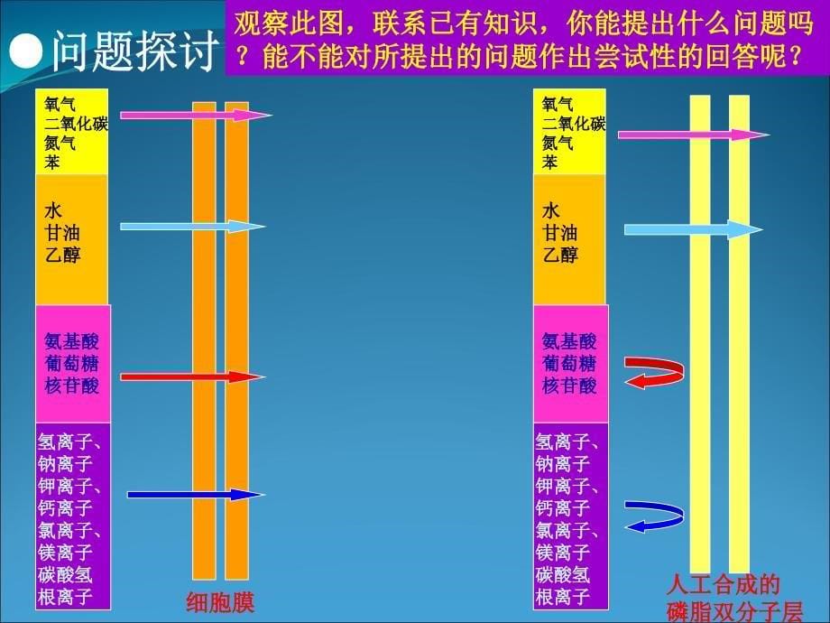 物质跨膜运输的方式_第5页