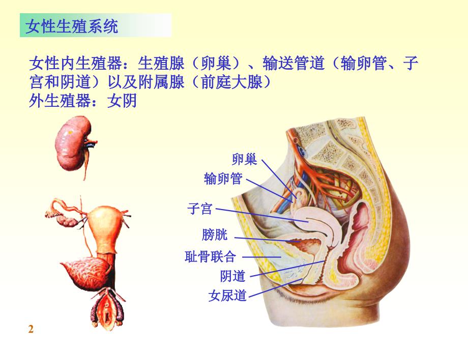 系统解剖学课件：chapter09女性生殖系统_第2页