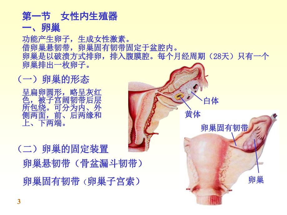 系统解剖学课件：chapter09女性生殖系统_第3页