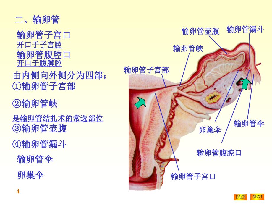 系统解剖学课件：chapter09女性生殖系统_第4页