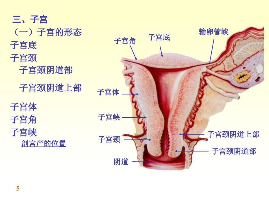 系统解剖学课件：chapter09女性生殖系统_第5页