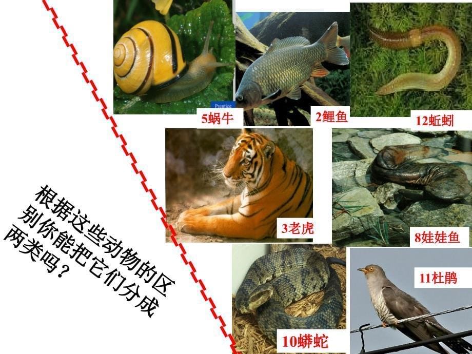 第二章观察生物复习黄_第5页