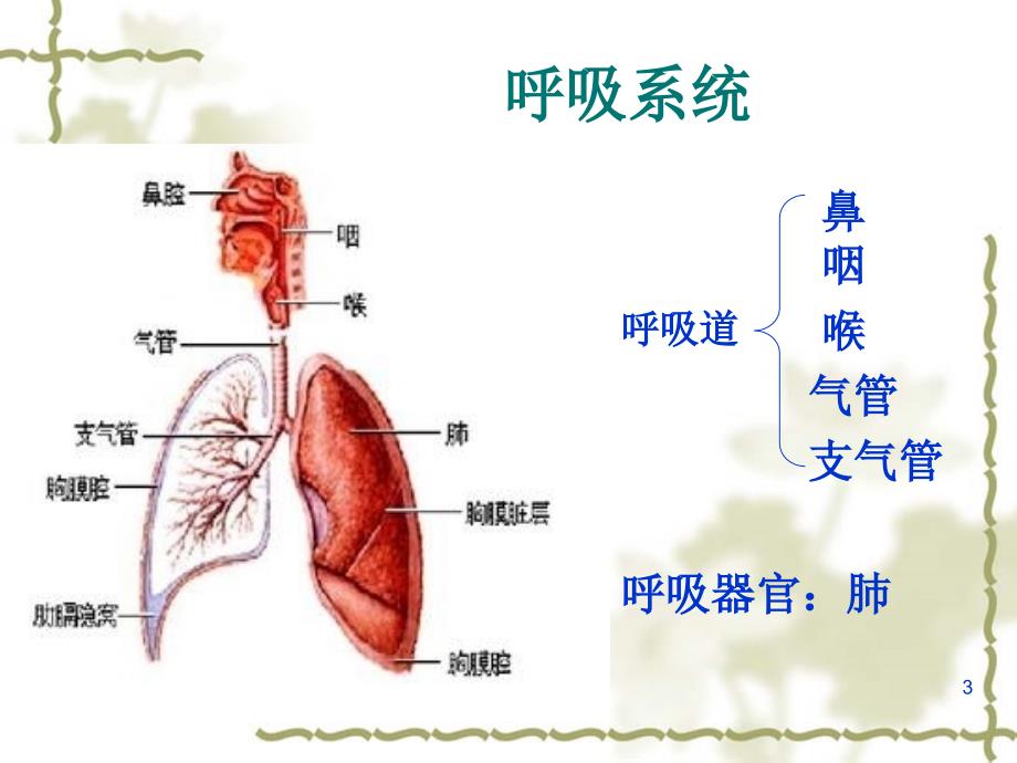 急性上呼吸道感染解析课堂PPT_第3页