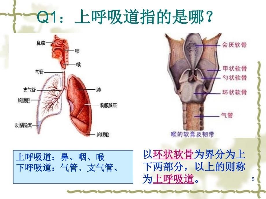 急性上呼吸道感染解析课堂PPT_第5页