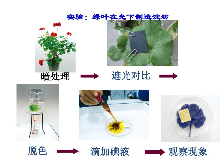 第四章-绿色植物是生物圈中有机物的制造者课件_第4页