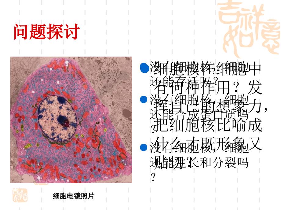 标题细胞核系统的控制中心陈艳梅_第3页