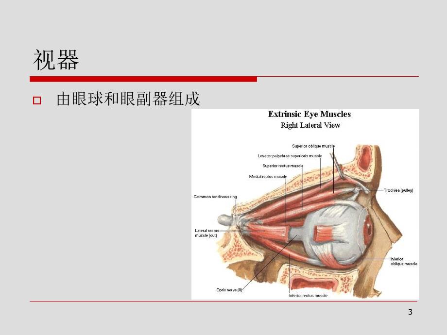 局部解剖学感觉器演示PPT_第3页