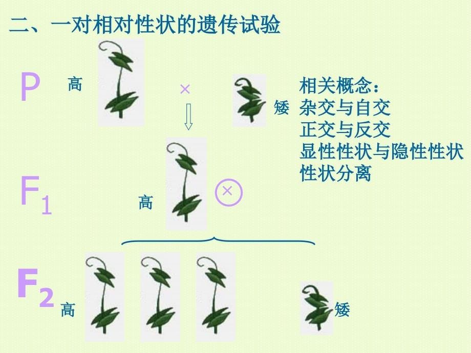 高三生物一轮复习必修二全册通用课件_第5页