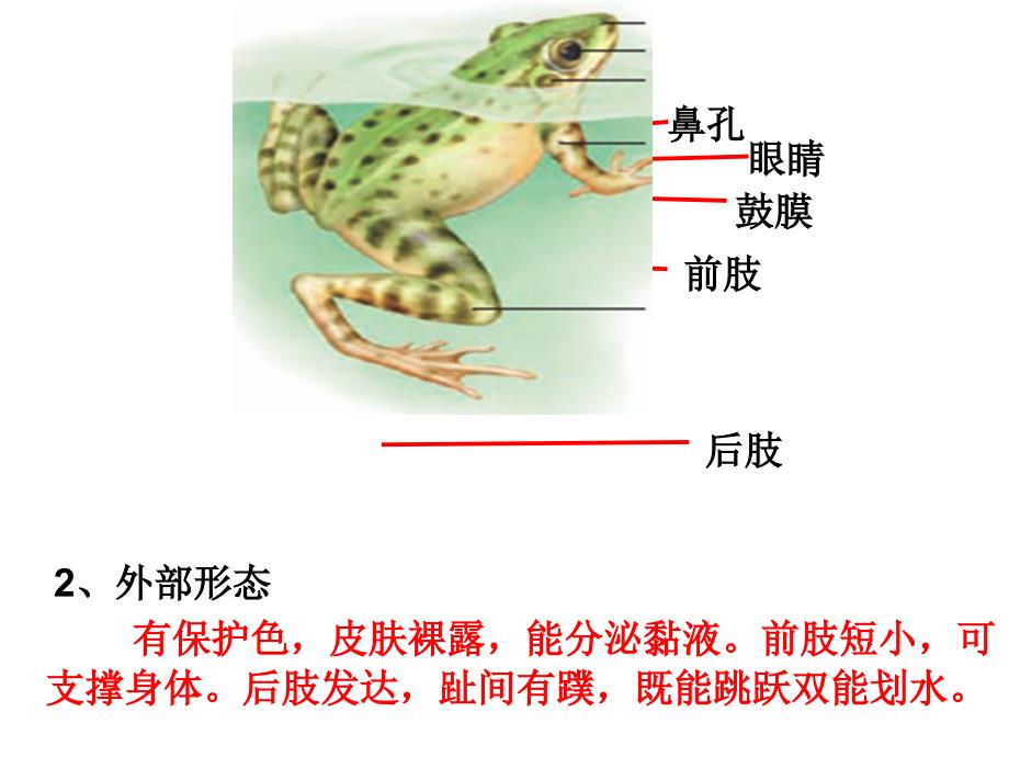 5第五节两栖动物和爬行动物_第4页