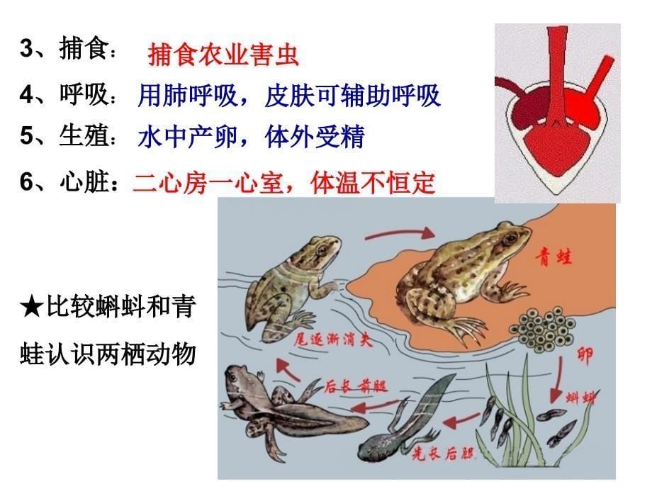 5第五节两栖动物和爬行动物_第5页