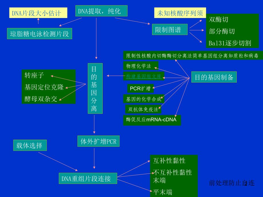 基因工程实验流程_第2页