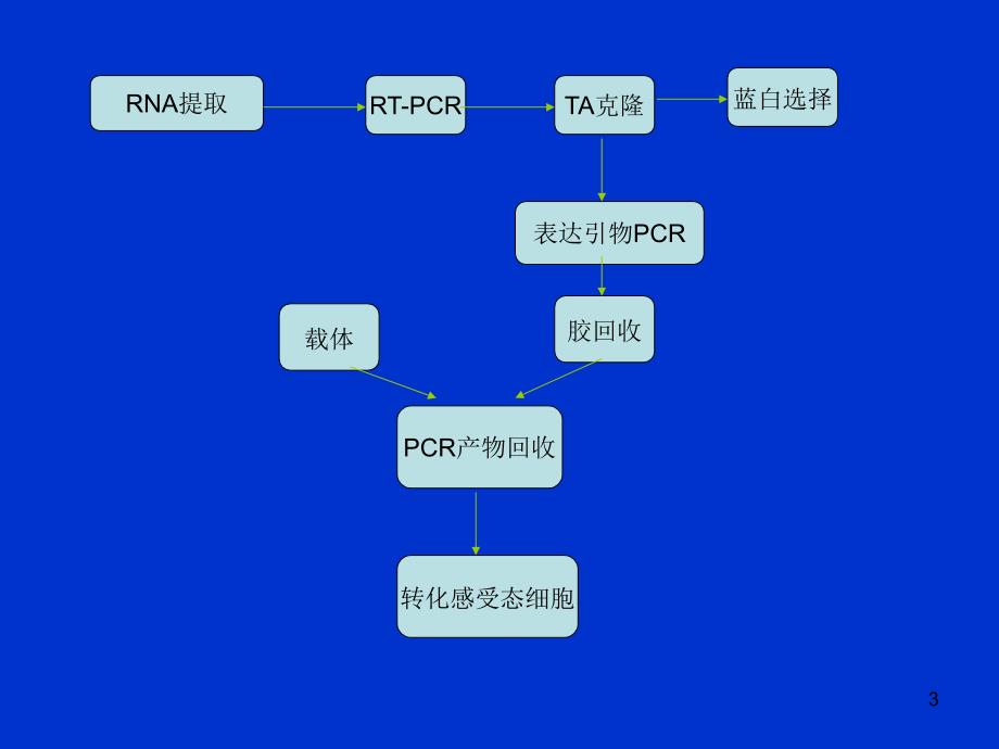 基因工程实验流程_第3页