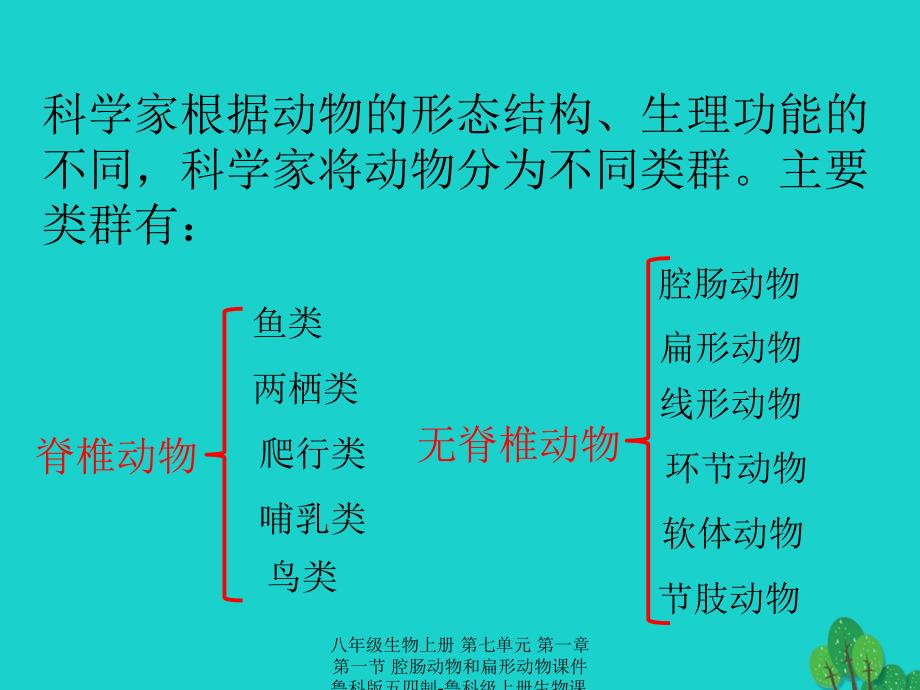 最新八年级生物上册第七单元第一章第一节腔肠动物和扁形动物_第3页