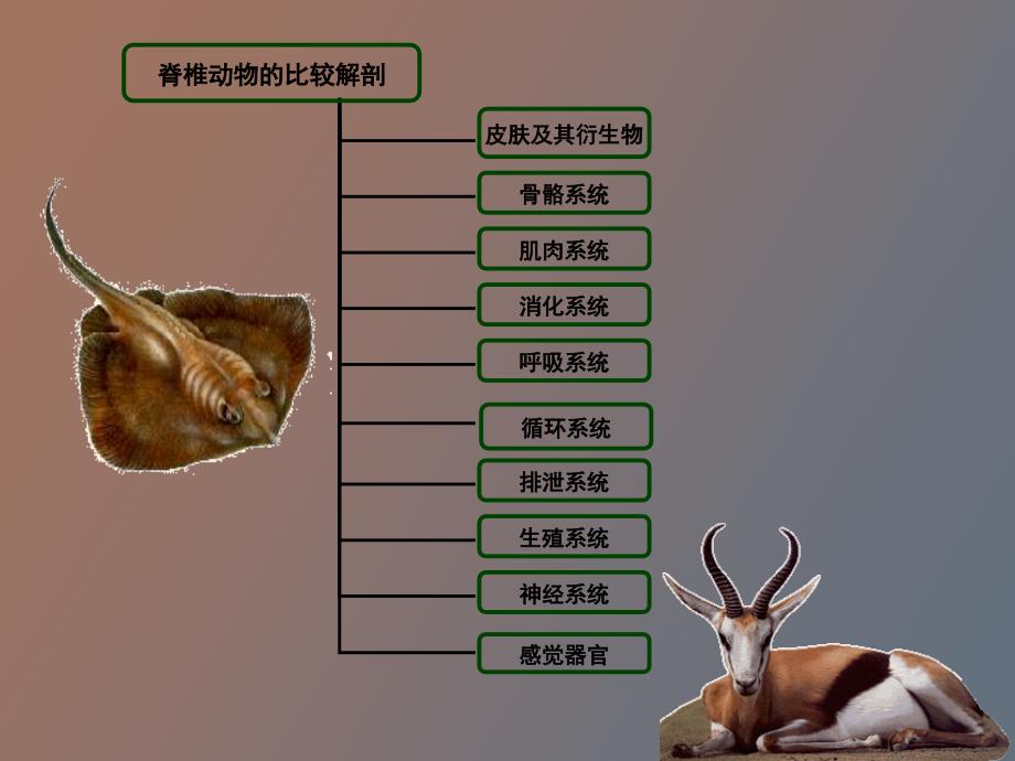 脊椎动物比较解剖_第1页