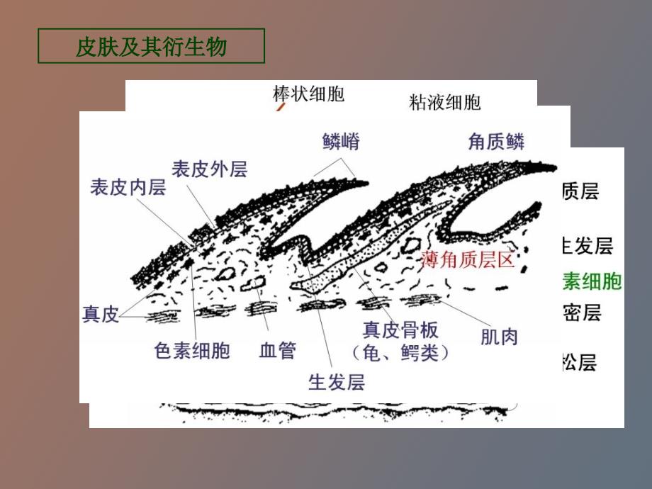 脊椎动物比较解剖_第2页