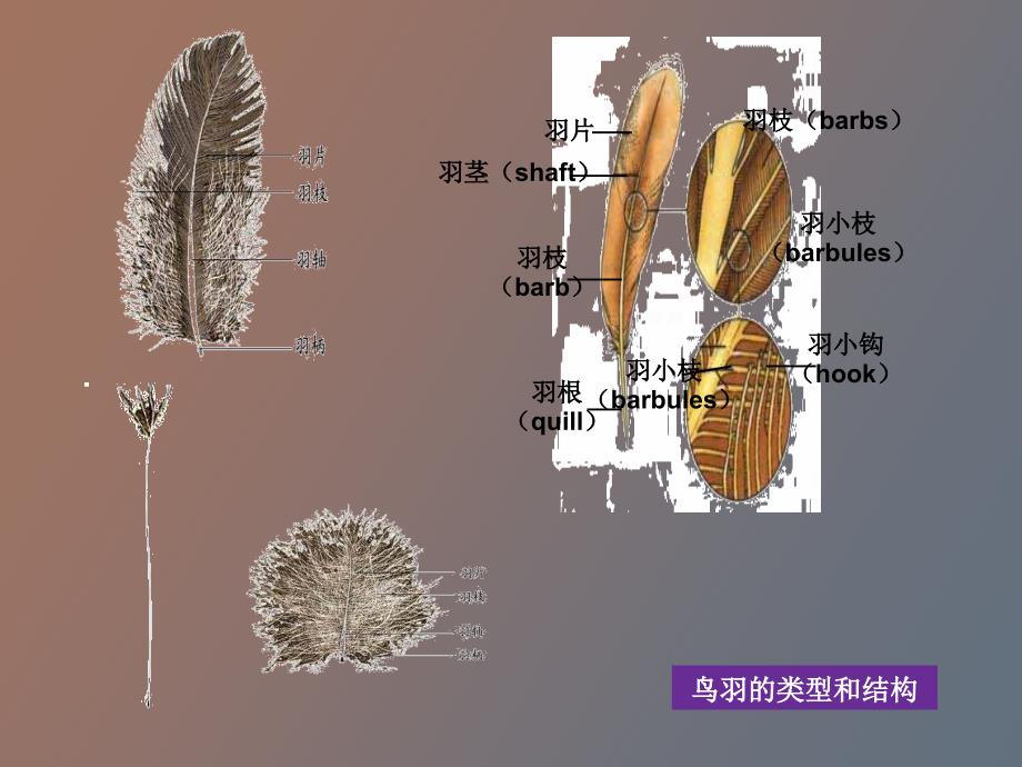 脊椎动物比较解剖_第3页