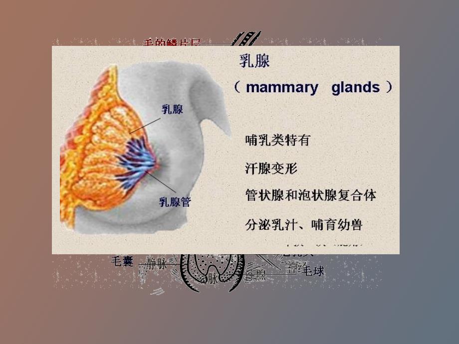 脊椎动物比较解剖_第4页