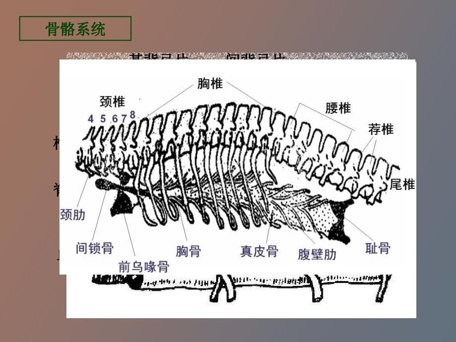 脊椎动物比较解剖_第5页