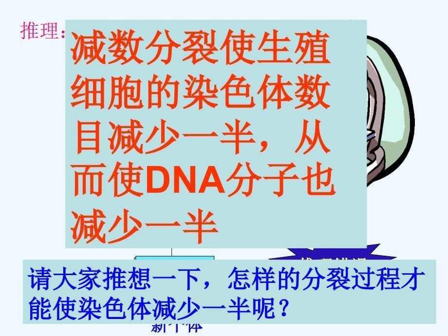 人教版生物必修二第二章第一节减数分裂和受精作用PPT课件_第5页