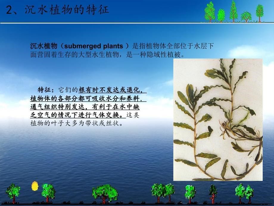 富营养化浅水湖泊沉水植被恢复技术研究课件_第5页