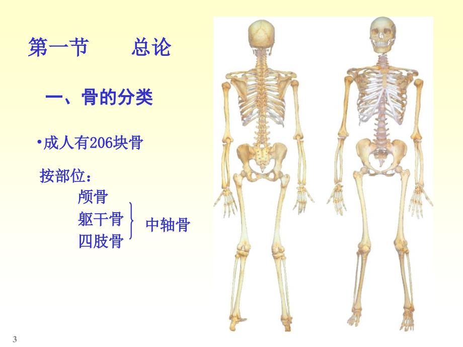 人体解剖实验PPT课件_第3页