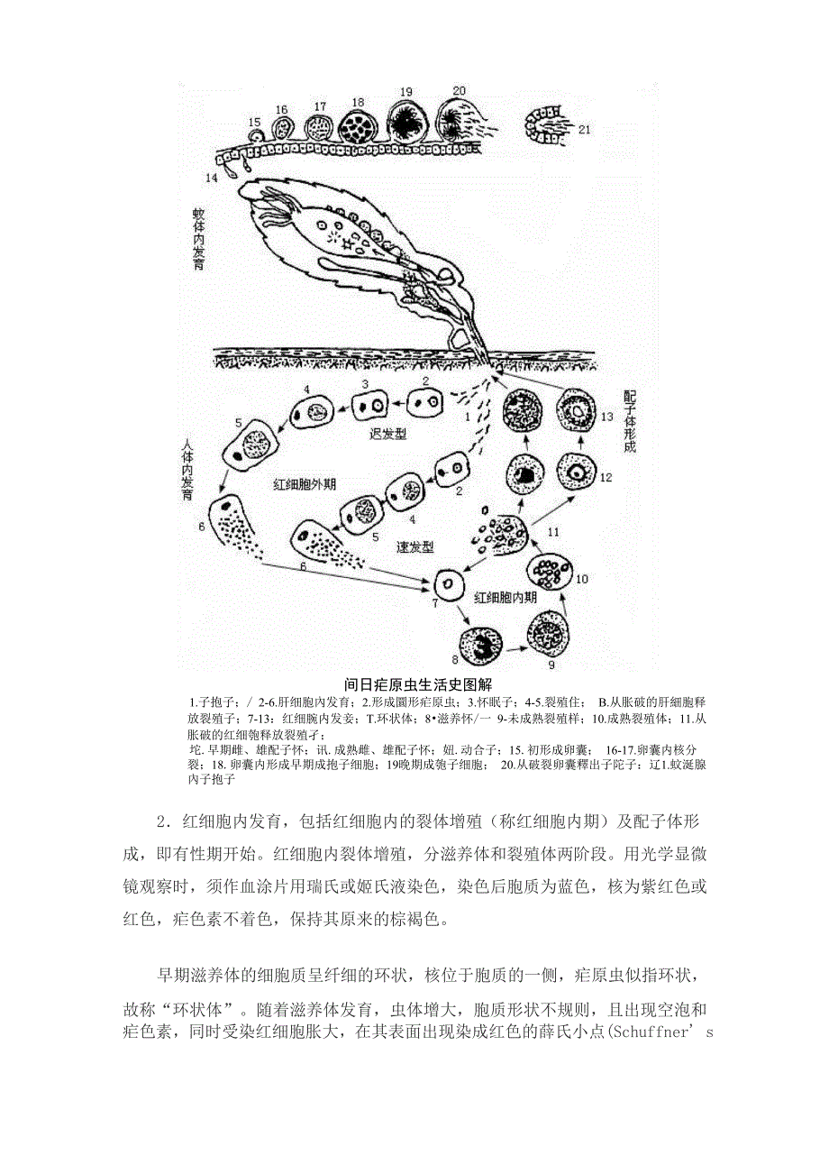 疟原虫生活史_第3页