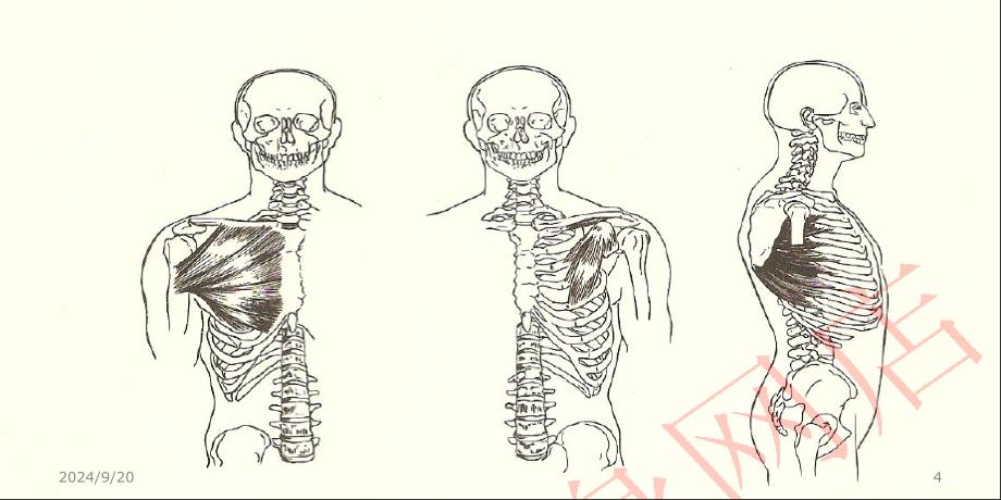 滇池学院体适能阻力训练技巧ppt课件_第4页