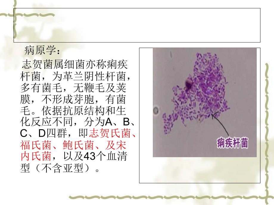 细菌性痢疾ppt_第4页