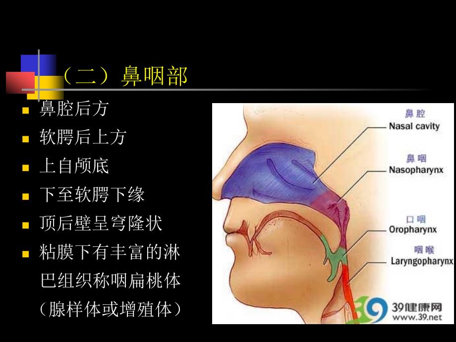 鼻咽部的CT解剖_第3页