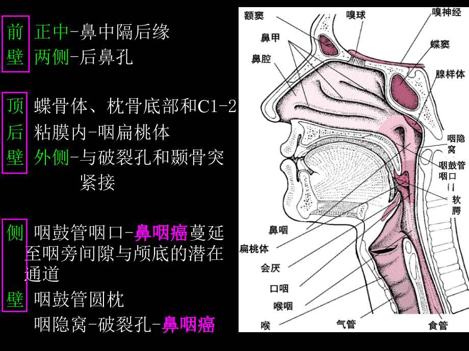 鼻咽部的CT解剖_第4页