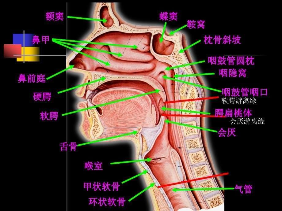 鼻咽部的CT解剖_第5页