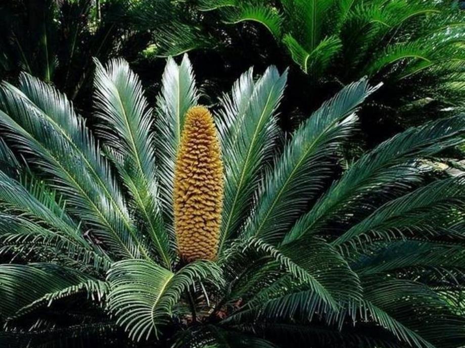 六年级生物下册第三单元第一章第三节种子植物课件鲁科版五四制_第2页