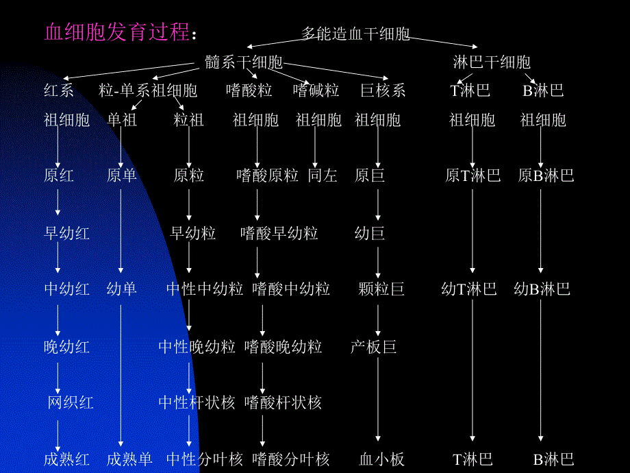 【最新精选】1.骨髓细胞形态_第2页