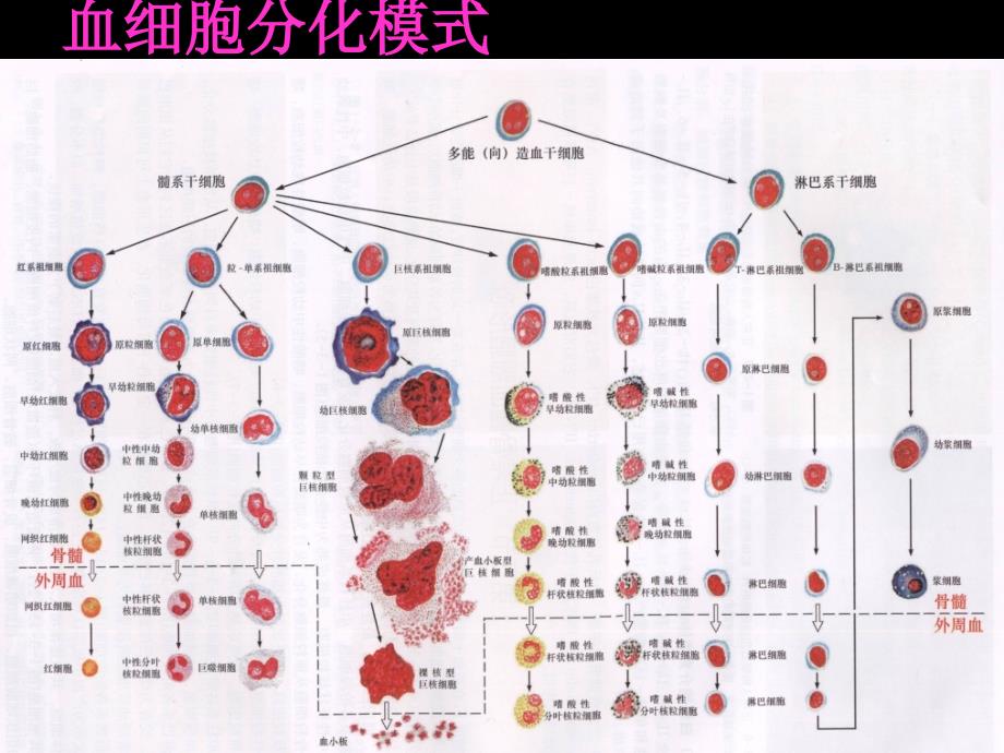 【最新精选】1.骨髓细胞形态_第3页