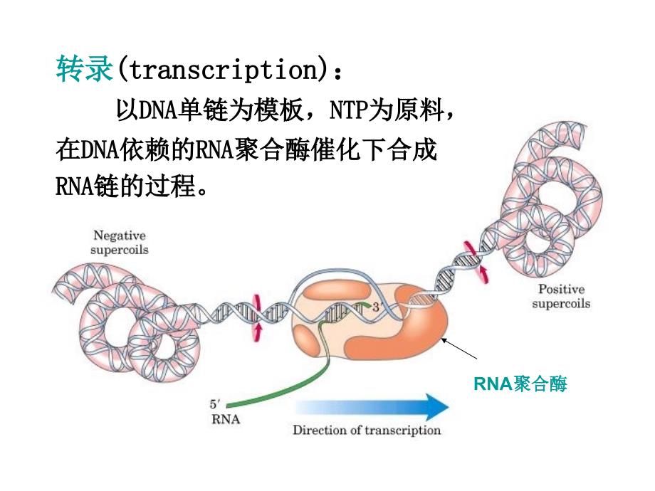 第十二章RNA的生物合成转录_第3页