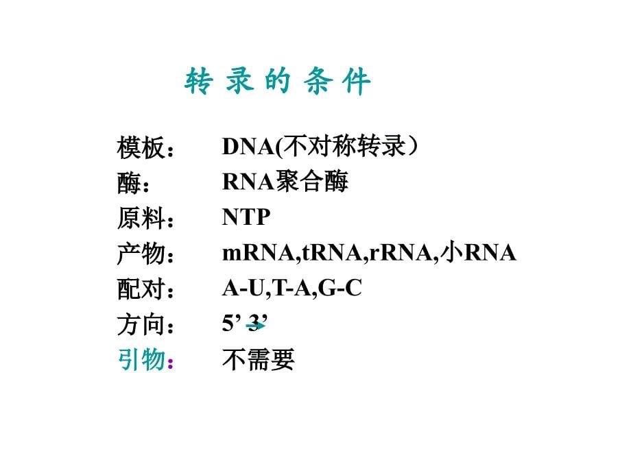 第十二章RNA的生物合成转录_第5页