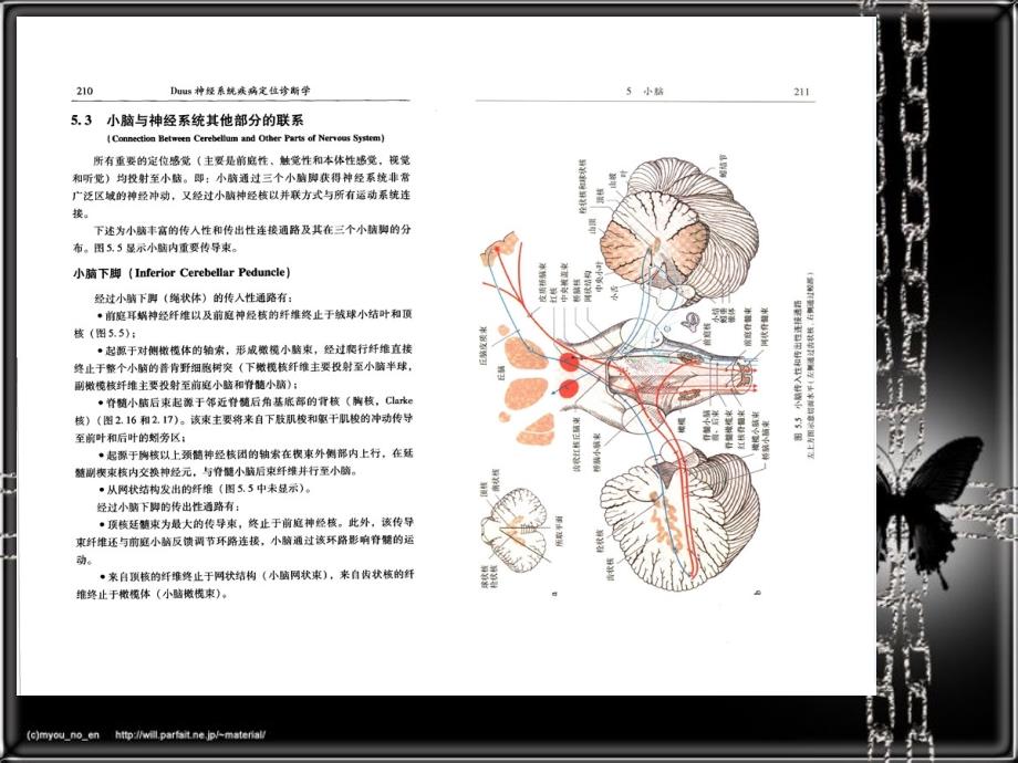 医学课件神经系统疾病定位诊断学小脑间脑和植物神经系统_第4页