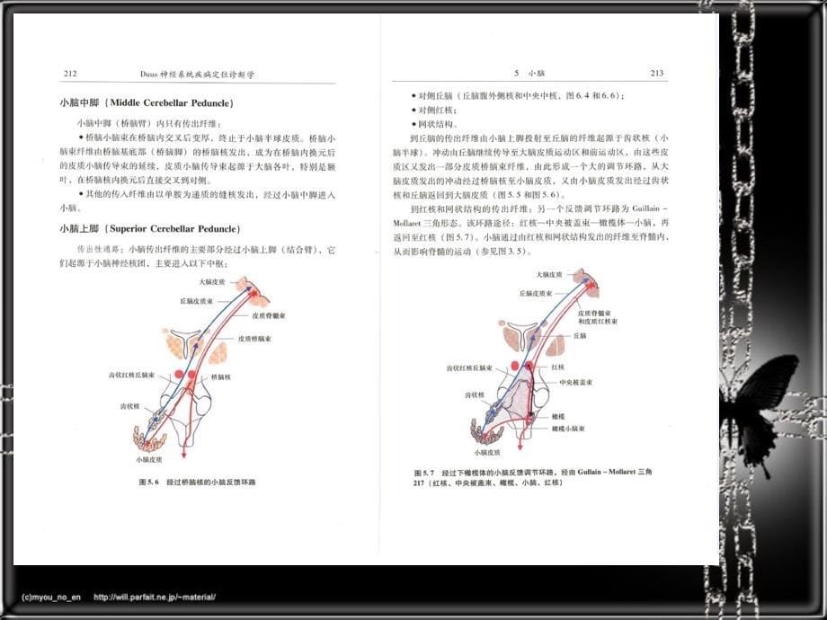 医学课件神经系统疾病定位诊断学小脑间脑和植物神经系统_第5页