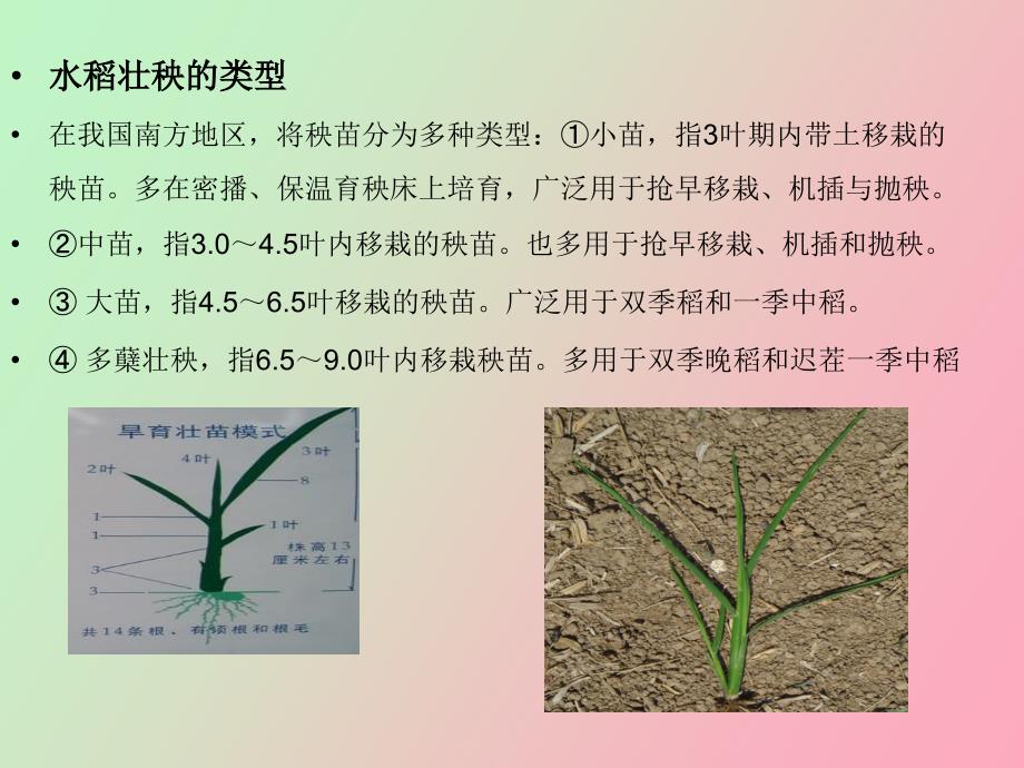 水稻育秧技术_第4页