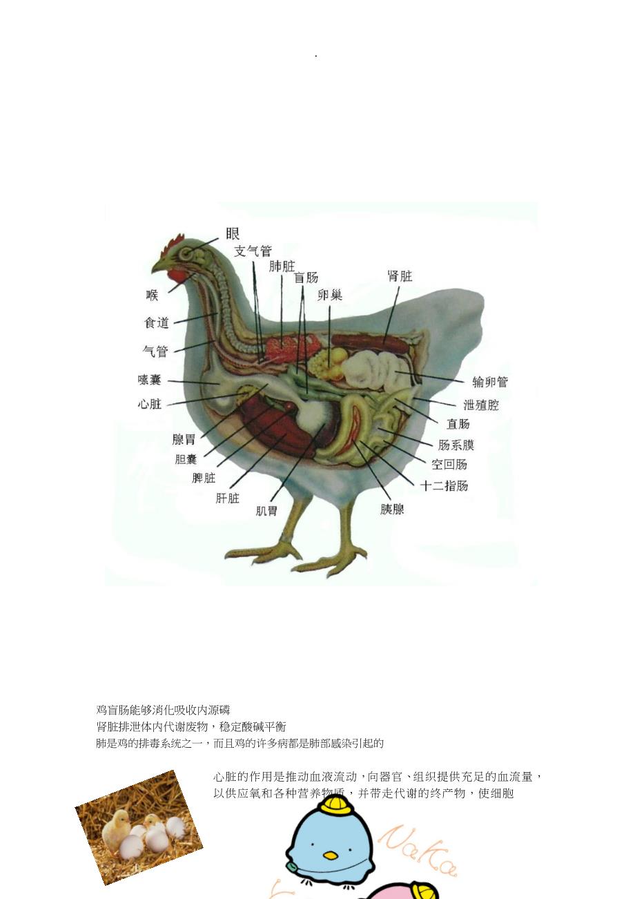 鸡的结构及器官功能_第3页