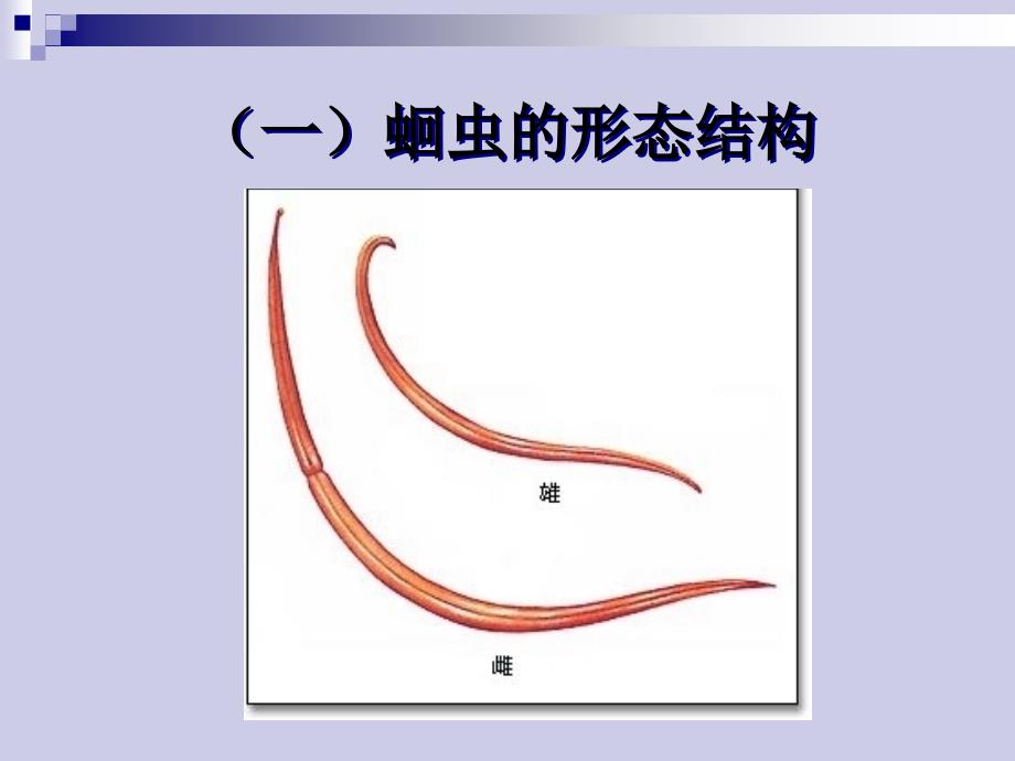 几种常见寄生虫课件_第4页