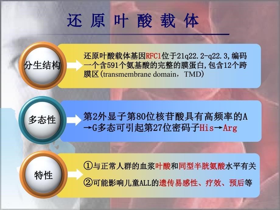 还原叶酸载体基因多态性与儿童ALL易感性的关系研究精品ppt课件_第5页