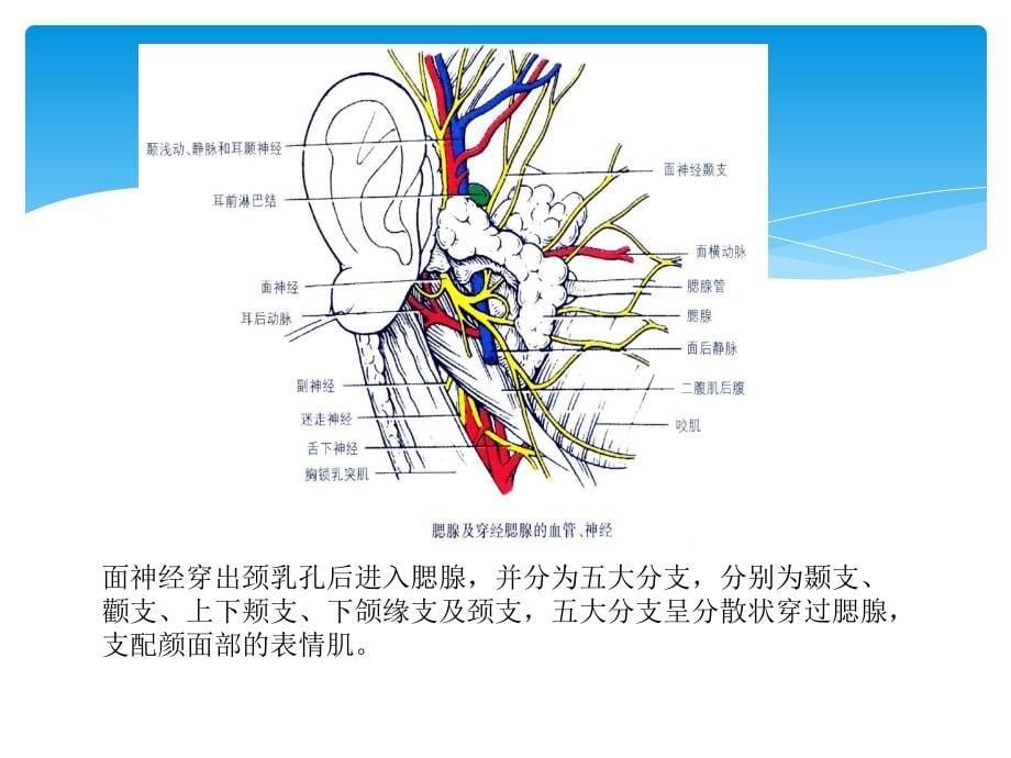 腮腺混合瘤的诊断与治疗进展演示课件_第5页