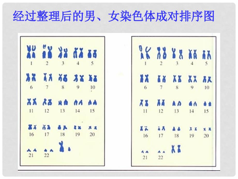 八年级生物下册 7.2.4 人的性别遗传课件1 新人教版_第4页