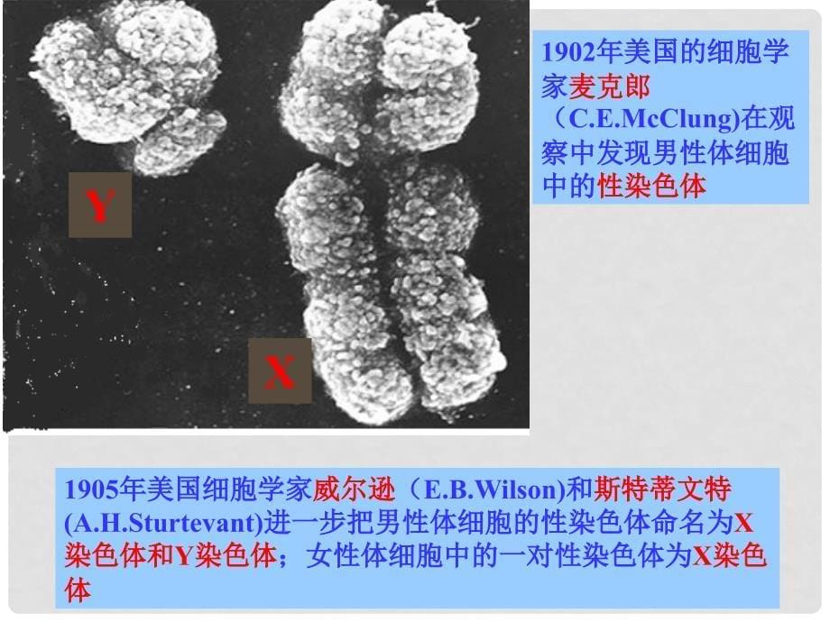 八年级生物下册 7.2.4 人的性别遗传课件1 新人教版_第5页